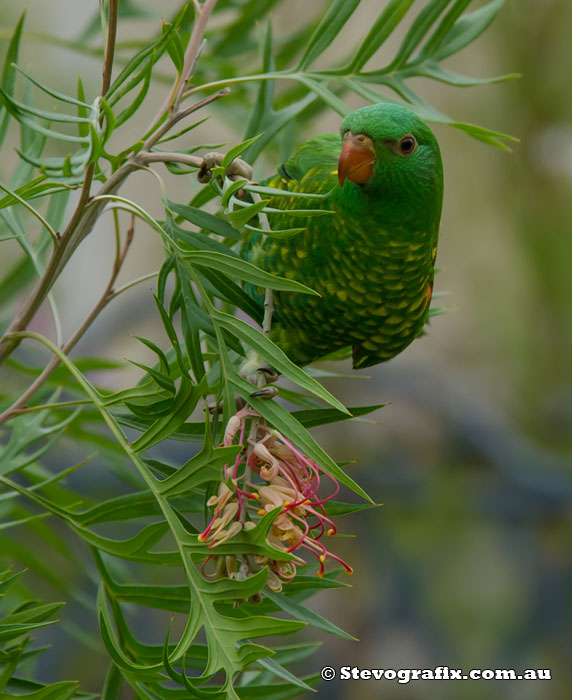 Scarly-breasted Lorikeet