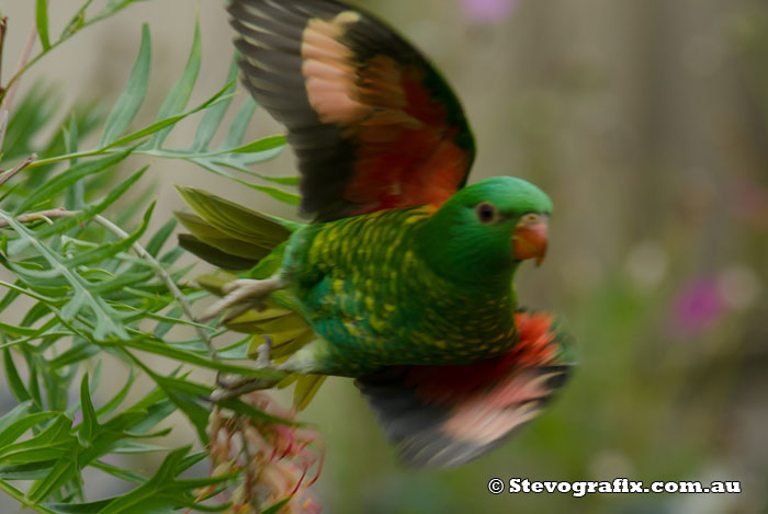 Scarly-breasted Lorikeet