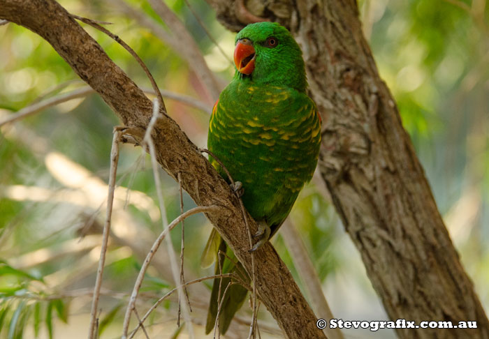 Scarly-breasted Lorikeet