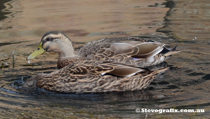 Mallard females