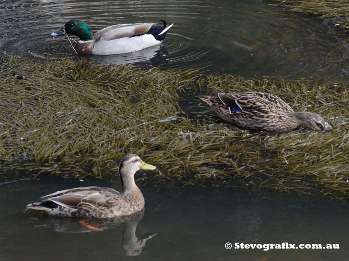 Mallards