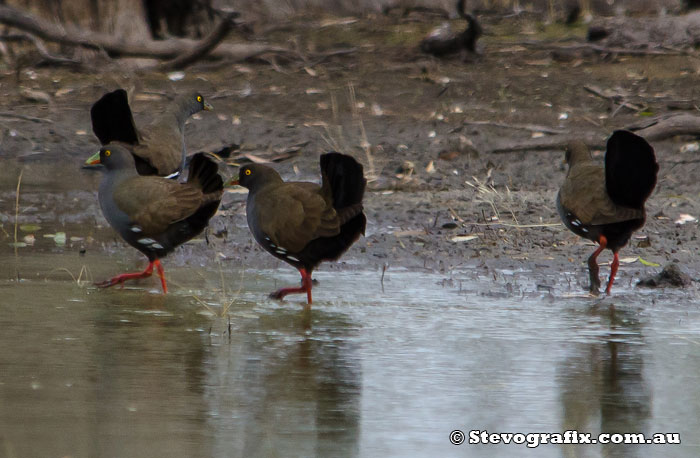Black-tailed Native-hens