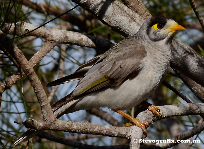 Noisy Miner