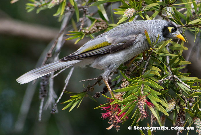 Noisy Miner