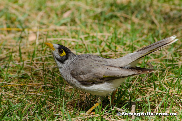 Noisy Miner