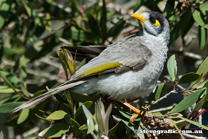 Noisy Miner