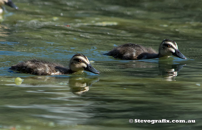 Pacific Black Ducklings