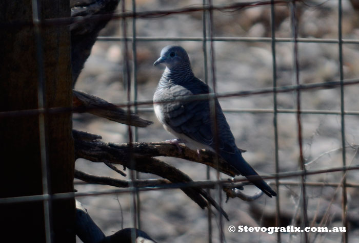 Peaceful Dove at Glenlee Reserve Vic