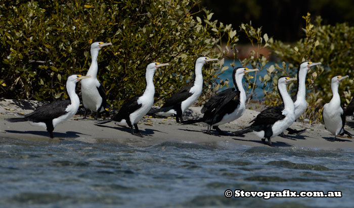 Pied Cormorants March