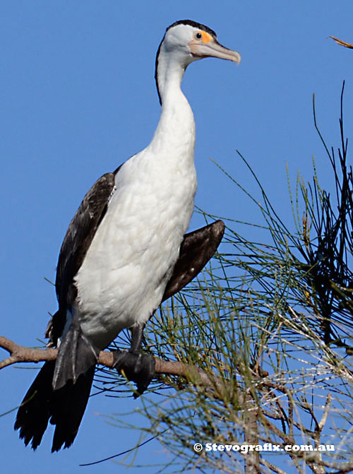 Pied Cormorant