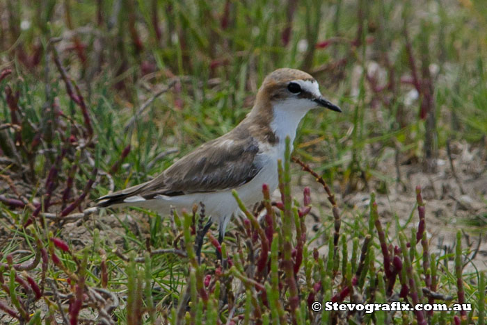 female Red-capped plover