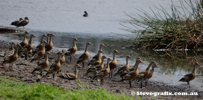 Flock of Plumed Whistling-Ducks