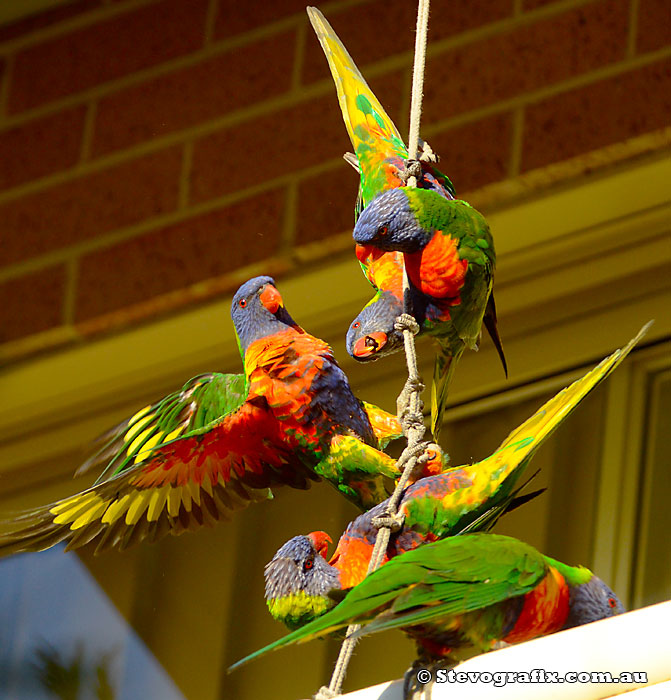 Rainbow Lorikeets fighting