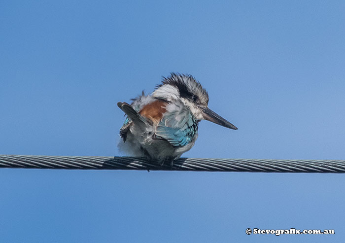 Red-backed Kingfisher