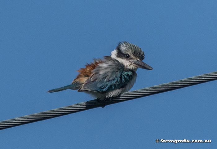 Red-backed Kingfisher