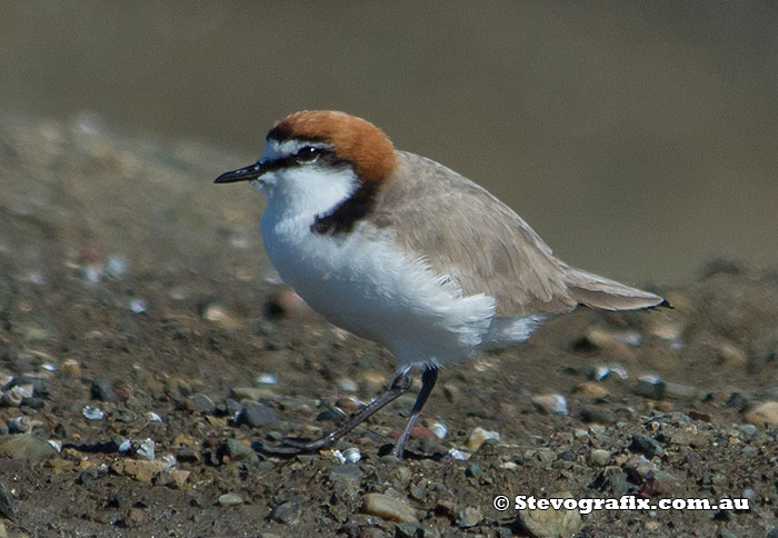 Male Red-capped Plover