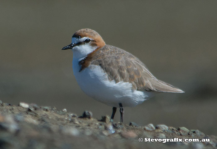 Juvenile male Red-capped Plover