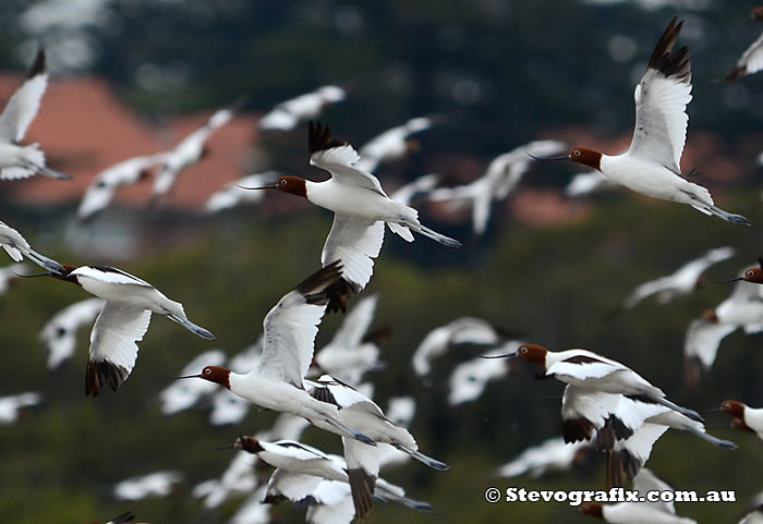 Red-necked Avocets in flight