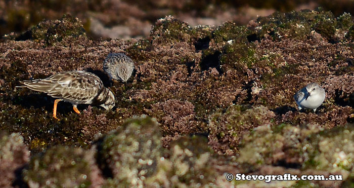 Red Necked Stints and Ruddy Turnstone