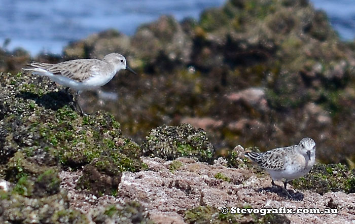 Red-necked Stints