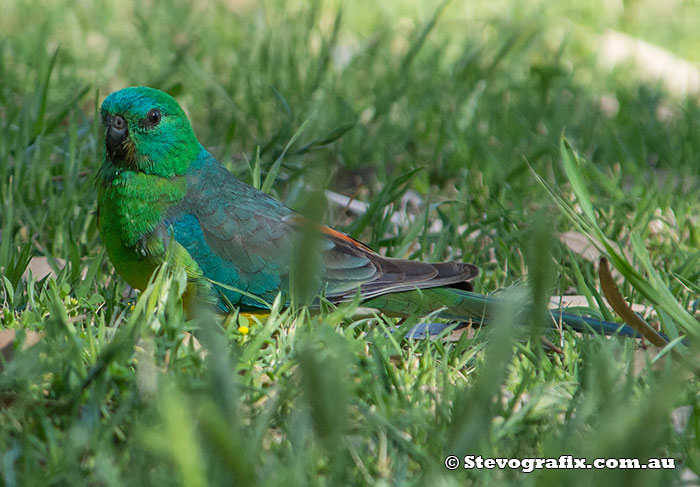 Male Red-rumped Parrot