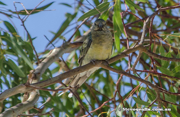 Female Red-rumped Parrot