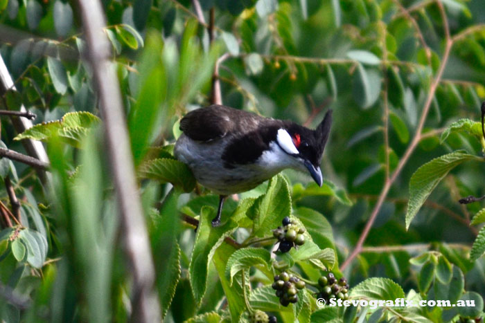 Rediwiskered Bulbul