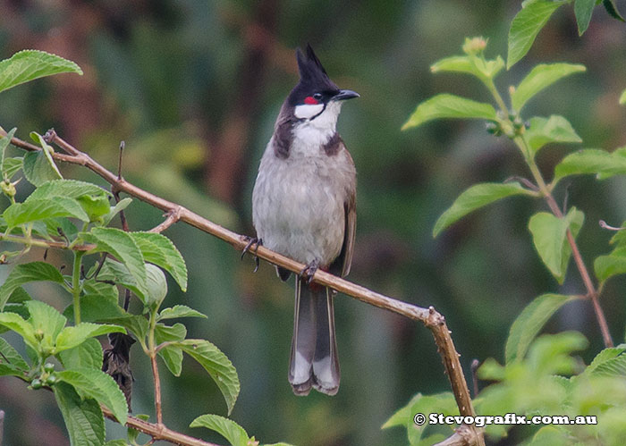 Red Wiskered Bulbul
