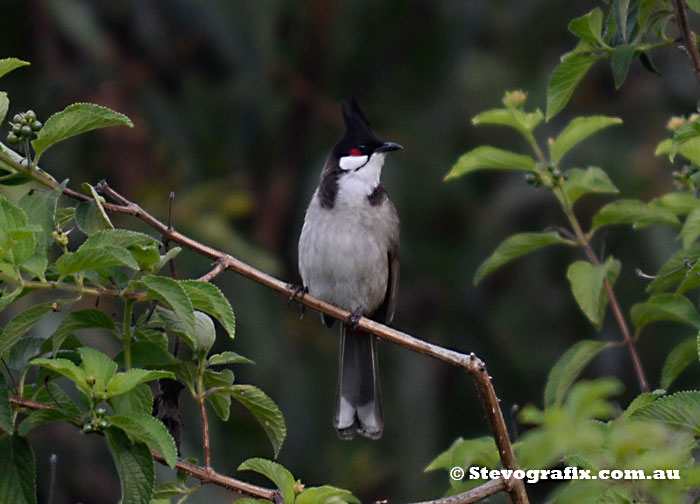 Red Wiskered Bulbul