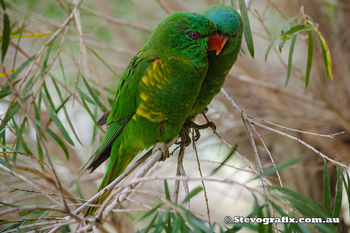 Scalt-brested lorikeets