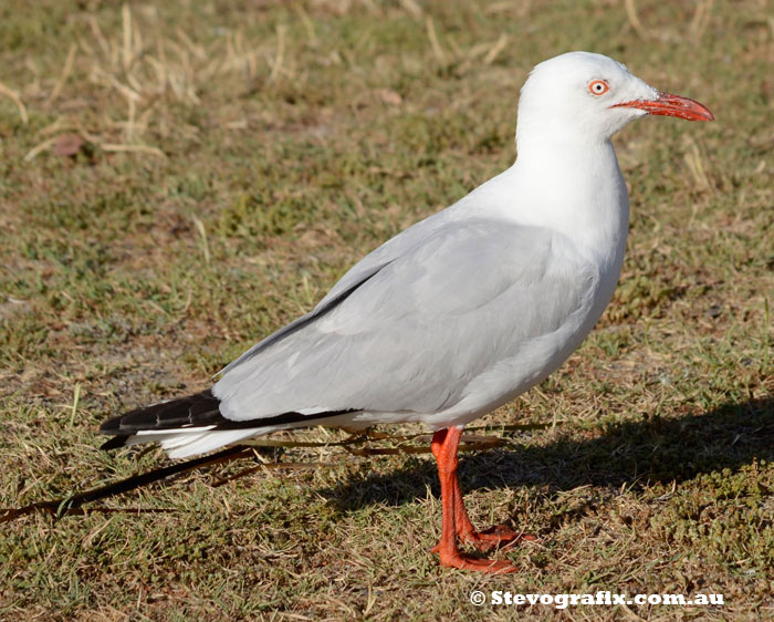 Silver Gull - Larus novaehollandiae - Stevografix