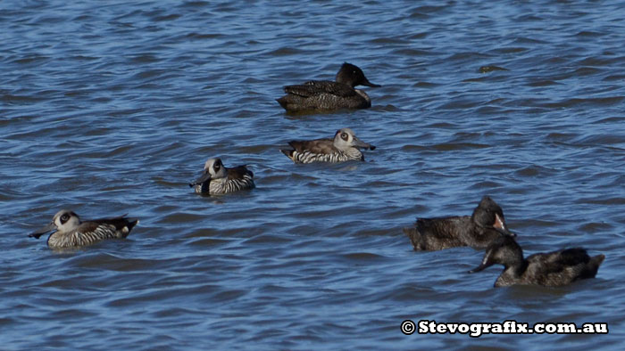 Freckled ducks & Pink-eared Ducks