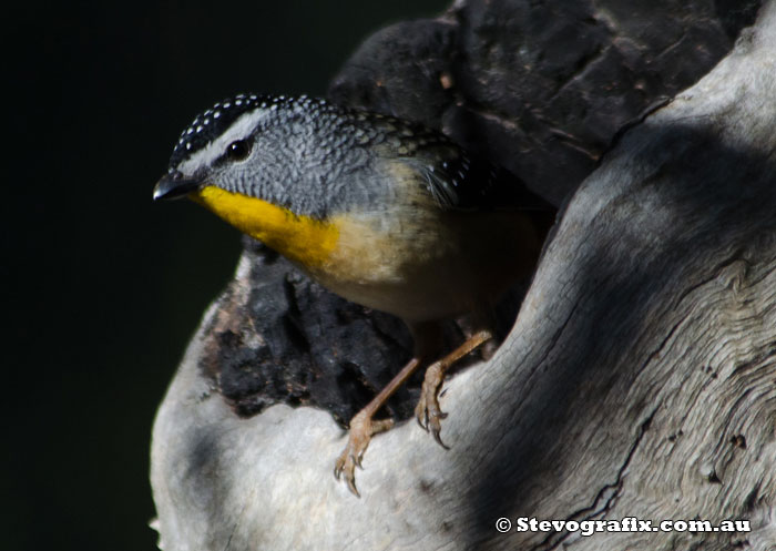 Spotted Pardalote male