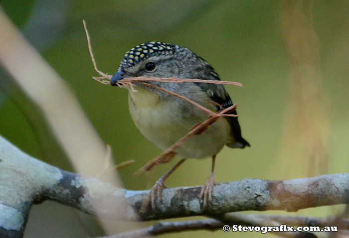 Spotted Pardalote female