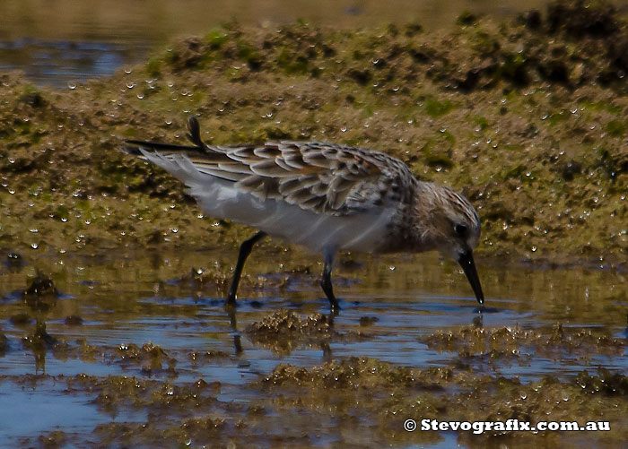 A Red-necked Stint starting to get it's breeding colours