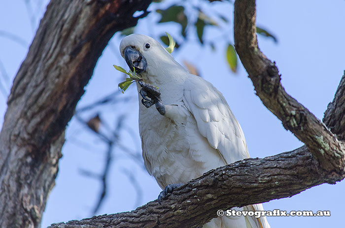 Sulphur-crested Cockatoo