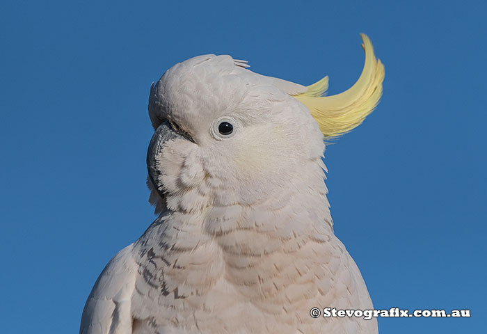 Sulphur-crested Cockatoo