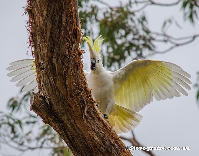 sulphur Crested Cockatoo screeching