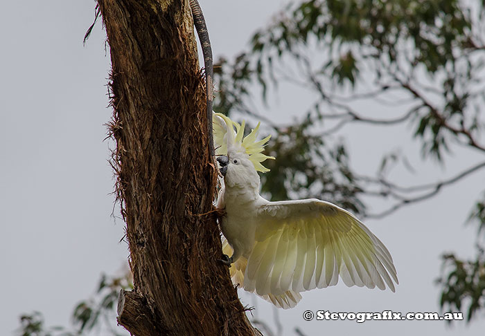 Sulphur-crested Cockatoo hassling a Goana