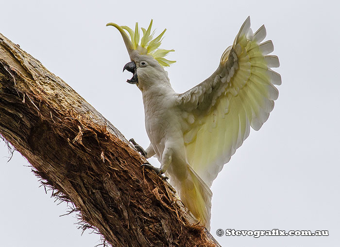 Sulphur-crested Cockatoo aborts action