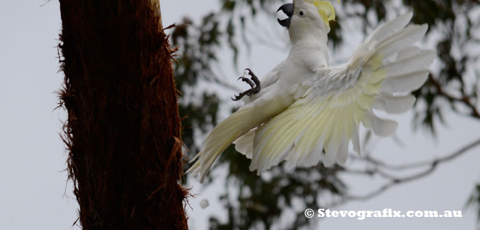 Sulphur-crested Cockatoo - Cacatua galerita - Stevografix