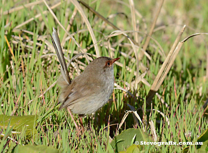 Suberb Blue Wren female