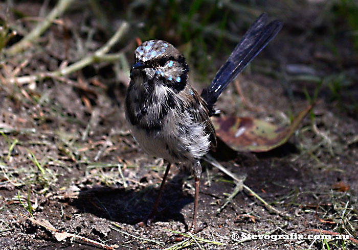 Male Superb Blue Wren losing his breeding colours