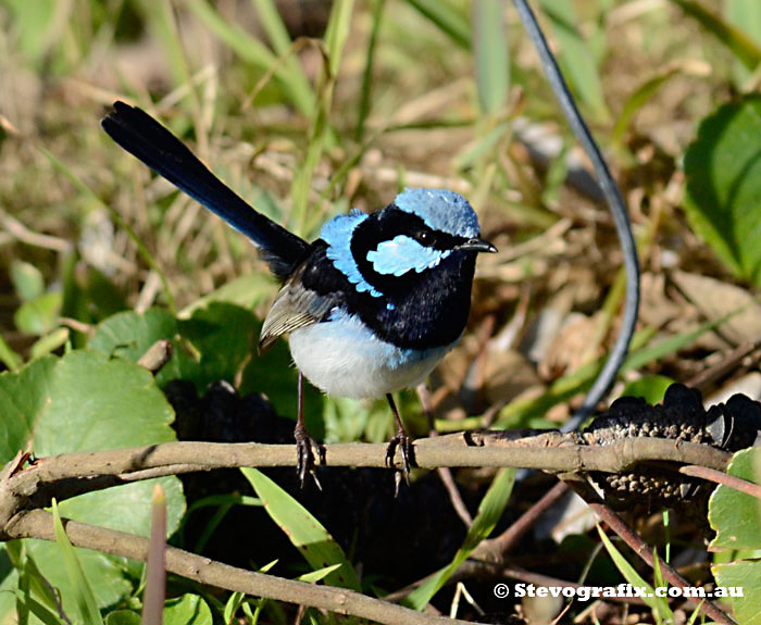 Superb Blue Wren