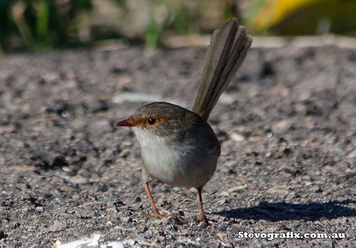 Female Superb Fairy-wren