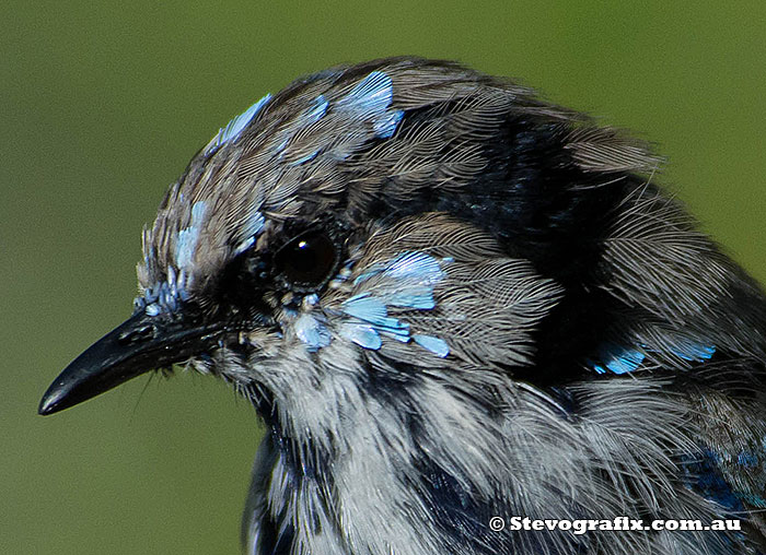 non-dominant male Superb Fairy-wren