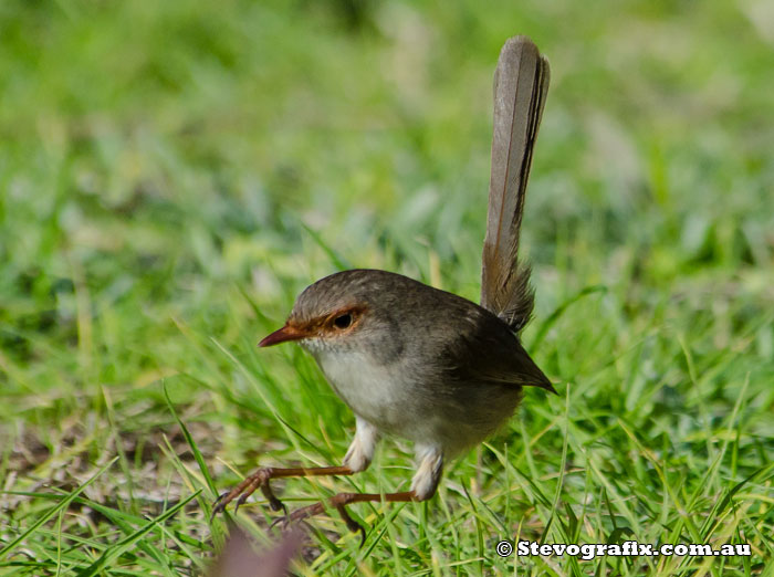 female Superb Fairy-wren hopping