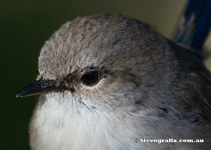 eclipse male Suberb Fairy-wren