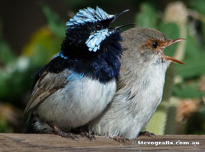 A pair of supurb Fairy-wrens in full voice