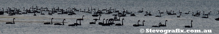 flock Black Swans